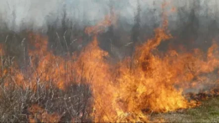 Ուրասարում մտավախություն կա, որ հրդեհը կարող է տարածվել դեպի շրջակա անտառները