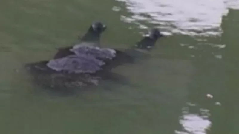 Կարբիի ՀԷԿ-ի ջրավազանից տղամարդու դի է հայտնաբերվել