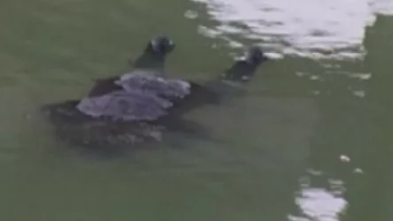 Կարբիի ՀԷԿ-ի ջրավազանից տղամարդու դի է հայտնաբերվել