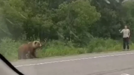 ՏԵՍԱՆՅՈՒԹ․ Վարորդը ցանկացել է կերակրել արջին, սակայն քիչ է մնացել՝ ինքն արջի կերակուր դառնա. ՌԴ