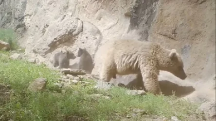 ՏԵՍԱՆՅՈՒԹ․ Գորշ արջը ձագերի հետ զբոսնում է Խոսրովի անտառում