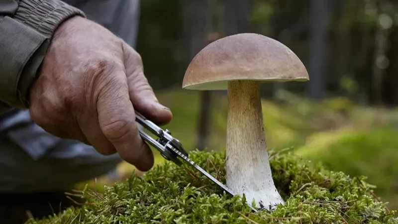 WARNING: Do Not Collect Mushrooms While Relaxing in Nature or Camps