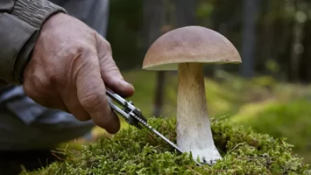 ՈՒՇԱԴՐՈՒԹՅՈՒՆ. Բնության գրկում, ճամբարներում հանգստանալիս սունկ չհավաքել