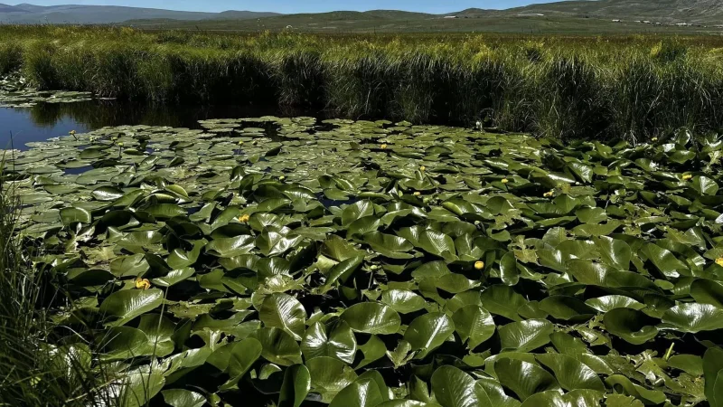 Photos: Blooming Season of Yellow Water Buttercup in Arpi Lake National Park
