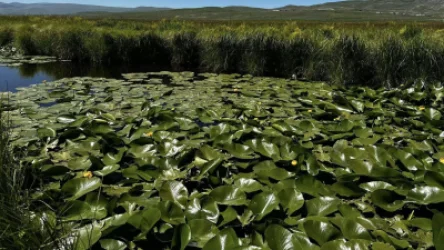 ԼՈՒՍԱՆԿԱՐՆԵՐ. «Արփի լիճ» ազգային պարկում դեղին ջրաշուշանի ծաղկման շրջանն է