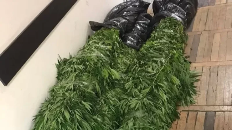 Photos: 734 Cannabis Plants Removed from the Property of a 55-Year-Old Resident in Yerevan