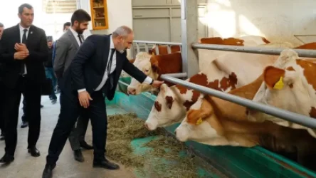 ՏԵՍԱՆՅՈՒԹ․ «Ձեռքով կթել չկա չէ՞... էս որձ ա՞, թե էգ». Փաշինյանը՝ անասնագոմում