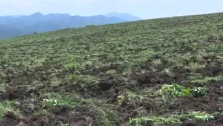 ՏԵՍԱՆՅՈՒԹ․ Պաշարված Արցախում գյուղատնտեսությամբ զբաղվելն անհնարին է դարձել