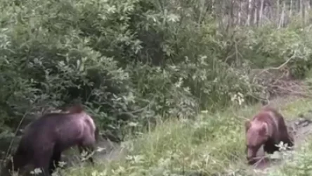 ՏԵՍԱՆՅՈՒԹ․ Արջը հոտոտում է անտառի տեսախցիկը, հետո թաթով կոտրում այն․ ՌԴ