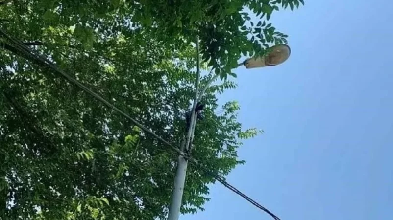 Երևանում փրկարարներն ագռավին դուրս են բերել  արգելափակումից