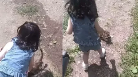 ՏԵՍԱՆՅՈՒԹ. Երևանում երեխան մի քանի անգամ շպրտում է կատվին, իսկ մայրն` ուղիղ եթեր անում