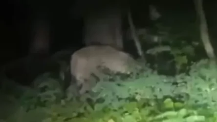 ՏԵՍԱՆՅՈՒԹ․ Բեռլինում էգ առյուծը հայտնվել է ազատության մեջ. բնակիչներին խորհուրդ է տրվում փողոց դուրս չգալ