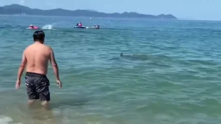 ՏԵՍԱՆՅՈՒԹ. Ճապոնիայում դելֆինները հարձակվել են հանգստացողների վրա