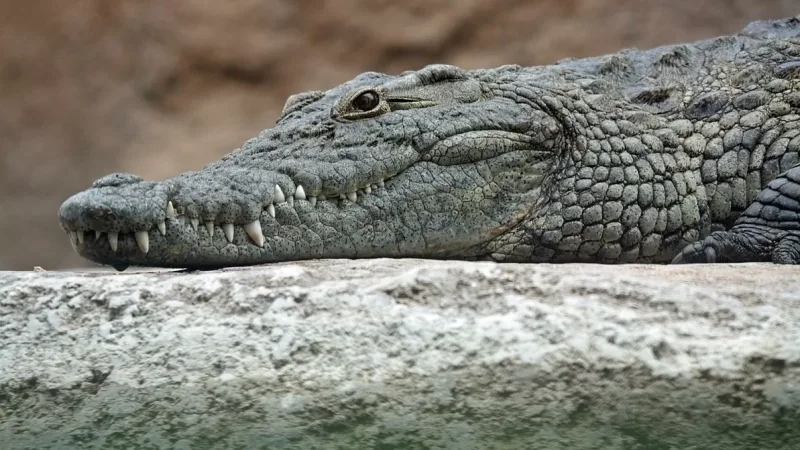 Անհետ կորած տղամարդու մարմինը գտել են կոկորդիլոսի որովայնում