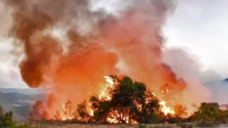 ՏԵՍԱՆՅՈՒԹ․ Միջերկրական ծովի 9 երկրում անտառային հրդեհներ են բռնկվել. կան տասնյակ զոհեր