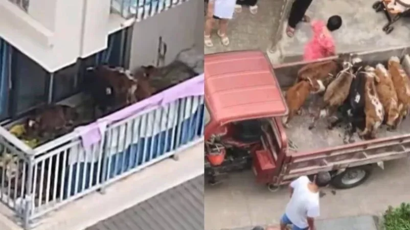PHOTO: Chinese Farmer Houses Cows on Balcony