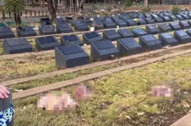 Սիդնեյում կրակոցներից հետո մուսուլմանական գերեզմանատանը հայտնաբերել են խոզի գլուխներ