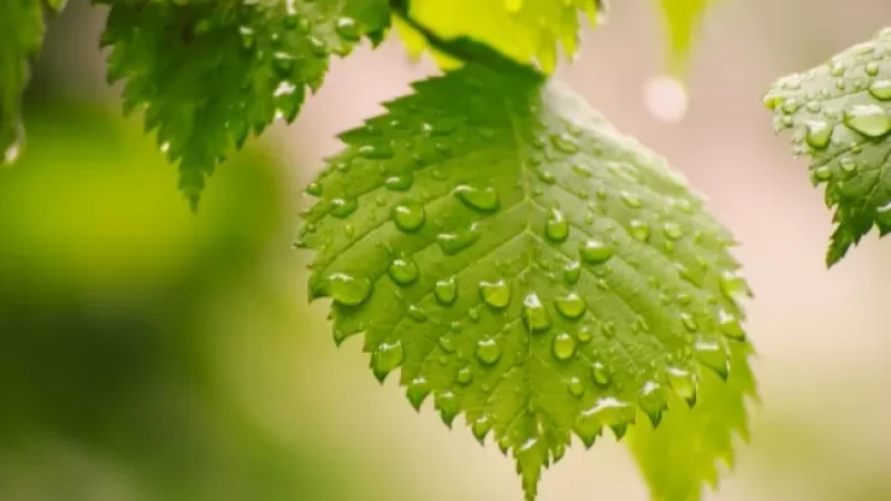 Անձրև կգա. առաջիկա օրերի եղանակը