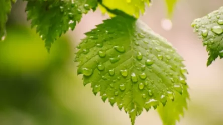 Անձրև կգա. առաջիկա օրերի եղանակը