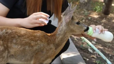 ՏԵՍԱՆՅՈՒԹ. Սյունիք անունով այծյամի ձագը կենդանաբանական այգում արդեն իր ազատավանդակն ունի