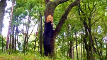 ՏԵՍԱՆՅՈՒԹ․ Արջն օր ու գիշեր փորձել է քանդել մեղվի բույնը․ զվարճալի կադրեր