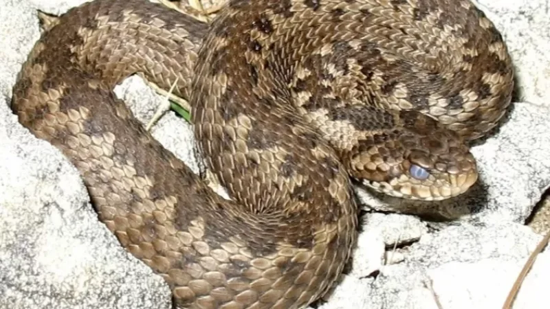 Օգոստոսի 1-3-ը 20 ահազանգ է ստացվել