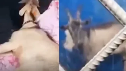 ՏԵՍԱՆՅՈՒԹ․ «Վասիլի» անունով այծին ոստիկանական բաժանմունք են տարել․ ՌԴ