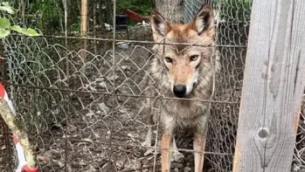 ՏԵՍԱՆՅՈՒԹ․ Բնակչուհին իր հողամասում գայլեր է պահել․ ՌԴ