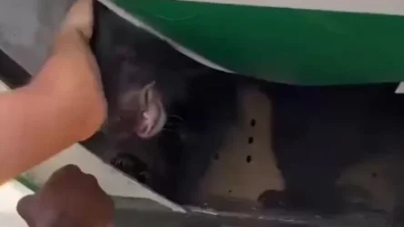 ՏԵՍԱՆՅՈՒԹ․ Դուբայ-Իրաք թռիչքը հետաձգվել է ինքնաթիռում գտնվող արջի պատճառով