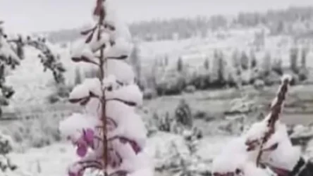 ՏԵՍԱՆՅՈՒԹ․ Ձյուն է տեղացել․ ՌԴ