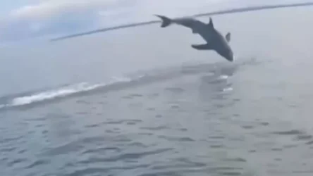 ՏԵՍԱՆՅՈՒԹ․ Կանադայում ձկնորսի կարթը շնաձուկ է որսացել․ նա հազիվ է ողջ մնացել