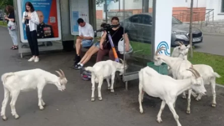 ՏԵՍԱՆՅՈՒԹ. Հարավային Բուտովո քաղաքի փողոցներում պարբերաբար այծեր են նկատվում