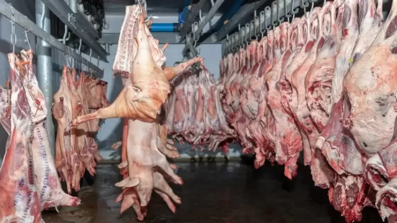 Զգուշացում․ Արցախում արձանագրվել են «խոզերի աֆրիկական ժանտախտ» հիվանդության օջախներ