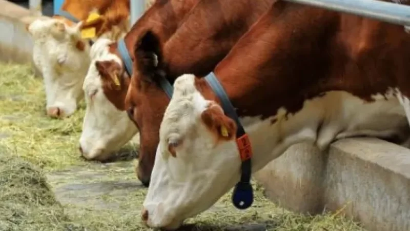 Գյուղատնտեսության նախարարությունը ահազանգում է․ դադարել են գործել կաթ վերամշակող ընկերությունները