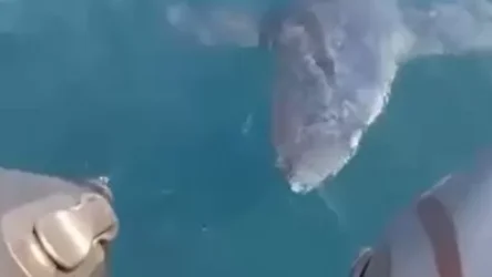 ՏԵՍԱՆՅՈՒԹ․ Ձկնորսները նկարահանել են, թե ինչպես է շնաձուկը լողում իրենց նավակի տակ․ ՌԴ