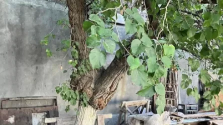 ՏԵՍԱՆՅՈՒԹ. Տանտերը թթենու վրա կանեփ է աճեցրել. ՀՀ ՆԳՆ