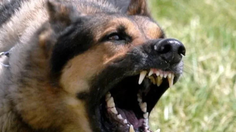 4 երեխաներին կծած շան մոտ ախտորոշվել է կատաղություն հիվանդություն