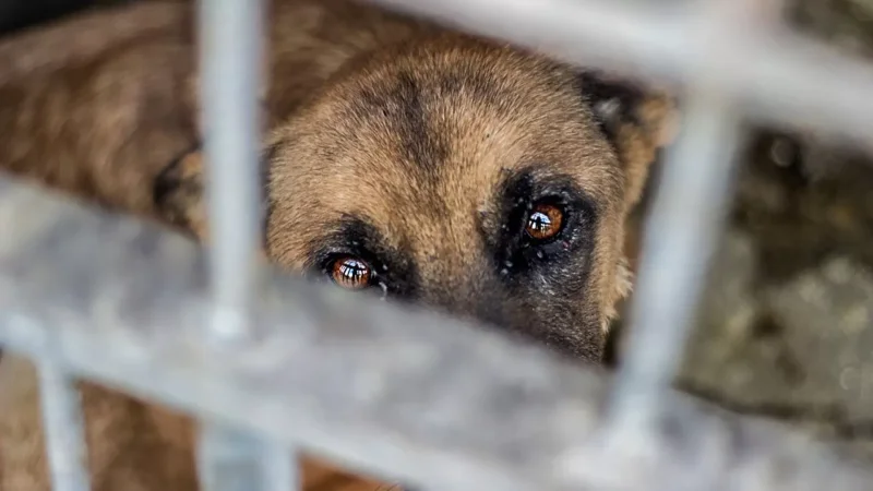 Եղեգնաձորում կատաղած շունը կծել է 3-11 տարեկան 4 երեխայի. ՆԳՆ