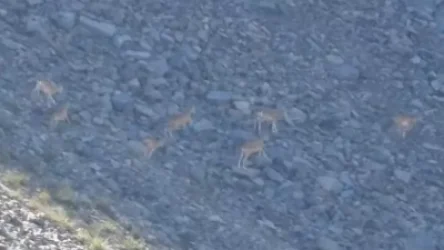 ՏԵՍԱՆՅՈՒԹ․ Տեսախցիկը ֆիքսել է հայկական մուֆլոնների՝ «Զանգեզուր» արգելավայրում