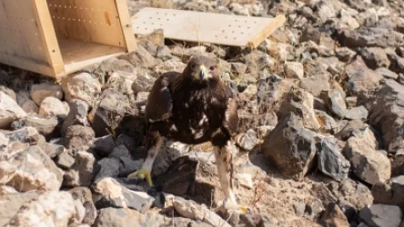 ԼՈՒՍԱՆԿԱՐՆԵՐ. Պարեկային ծառայության կողմից հայտնաբերված քարարծիվը բաց է թողնվել վայրի բնություն