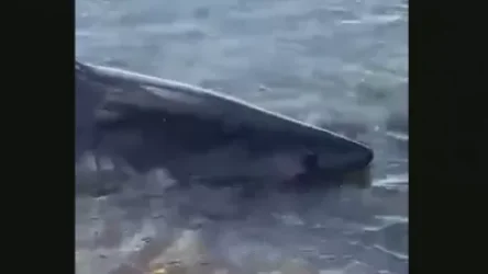 ՏԵՍԱՆՅՈՒԹ. Խաբարովսկում բնակիչները փրկել են ծանծաղուտում հայտնված  շնաձկանը