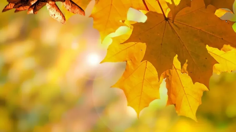 Ջերմաստիճանը սեպտեմբերի 14-16-ին աստիճանաբար կբարձրանա