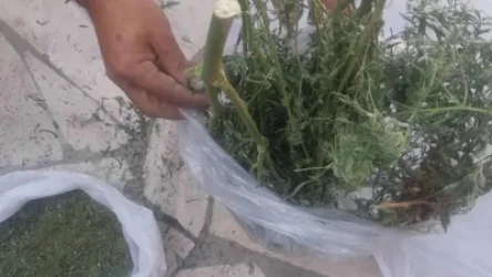 ՏԵՍԱՆՅՈՒԹ. Բացահայտվել են ապօրինի թմրանյութ պահելու և օգտագործելու դեպքեր