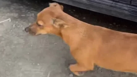 ՏԵՍԱՆՅՈՒԹ. 40 ժամ Ստեփանակերտից-Հայաստան ճանապարհին. արցախցի ընտանիքն իր շանը միայնակ չի թողել