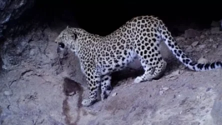 ՏԵՍԱՆՅՈՒԹ. Կովկասյան ընձառյուծը` «Զանգեզուր» կենսոլորտային համալրիրում