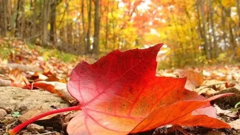 Սյունիքում այսօր օդի ջերմաստիճանը կհասնի +30–ի. եղանակը ՀՀ-ում