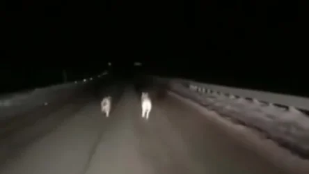 18+ՏԵՍԱՆՅՈՒԹ. Կենդանու նկատմամբ դաժանության նոր՝ աղմկահարույց դեպք