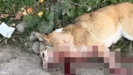 18+ ՏԵՍԱՆՅՈՒԹ. Մարտունիում շների սպանդ. կենդանապաշտպանն ահազանգում է, համայնքապետարանը` հերքում