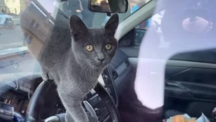 ՏԵՍԱՆՅՈՒԹ. Մոսկվայի կենտրոնում օրեր շարունակ մեքենայի մեջ մնացած կատվին փրկել են