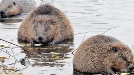 ՏԵՍԱՆՅՈՒԹ. Կուղբերը հարձակվել են գյուղերի վրա.  Ռուսաստան